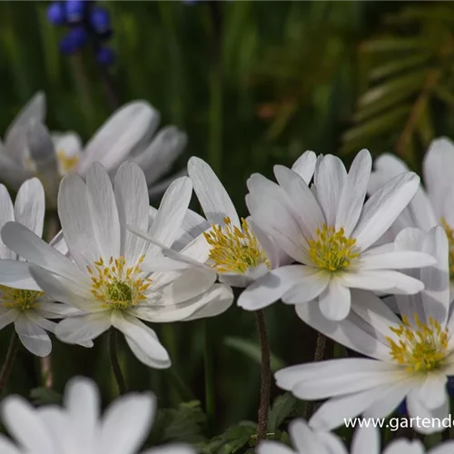 Strahlen-Windröschen 'White Splendour'