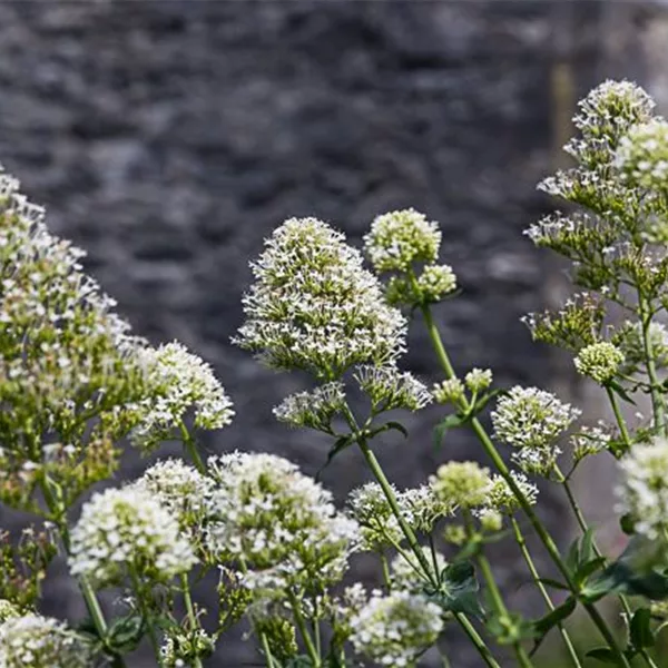 Weißblühende Spornblume 'Albus'