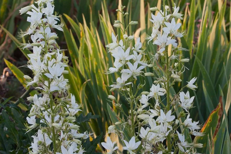 Weißblühender Diptam 'Albiflorus' 1 Liter Topf