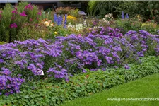 Sommer-Aster 'Blue King' 9 x 9 cm Topf 0,5 Liter