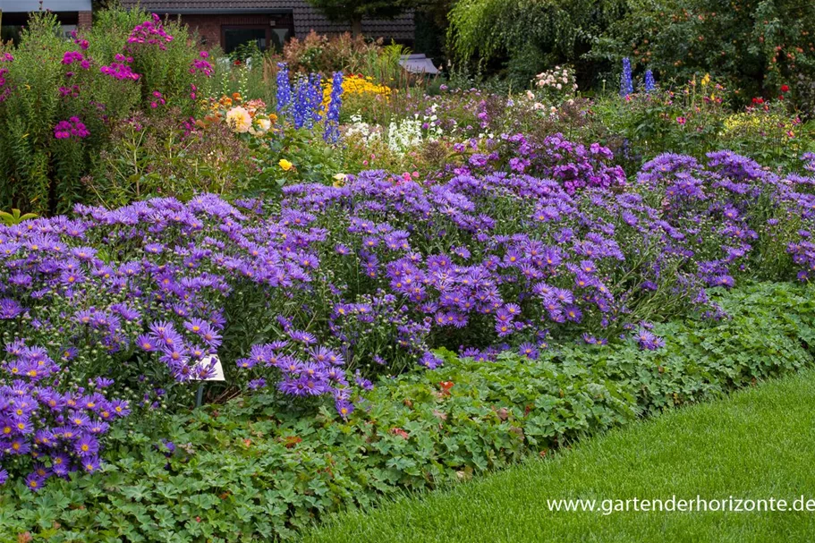 Sommer-Aster 'Blue King' 9 x 9 cm Topf 0,5 Liter