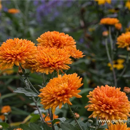 Winteraster 'Dixter Orange'