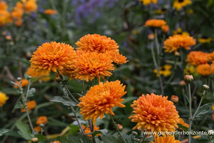 Winteraster 'Dixter Orange' 9 x 9 cm Topf 0,5 Liter