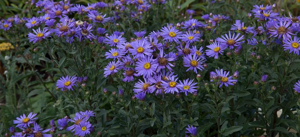 Sommer-Aster 'Glücksfund' 9 x 9 cm Topf 0,5 Liter