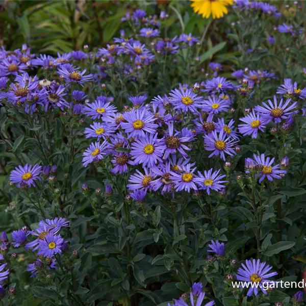 Sommer-Aster 'Glücksfund'