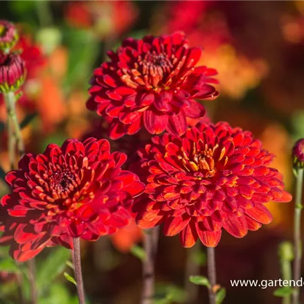 Winteraster 'Brockenfeuer'