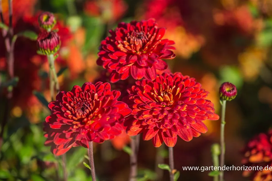 Winteraster 'Brockenfeuer' 9 x 9 cm Topf 0,5 Liter