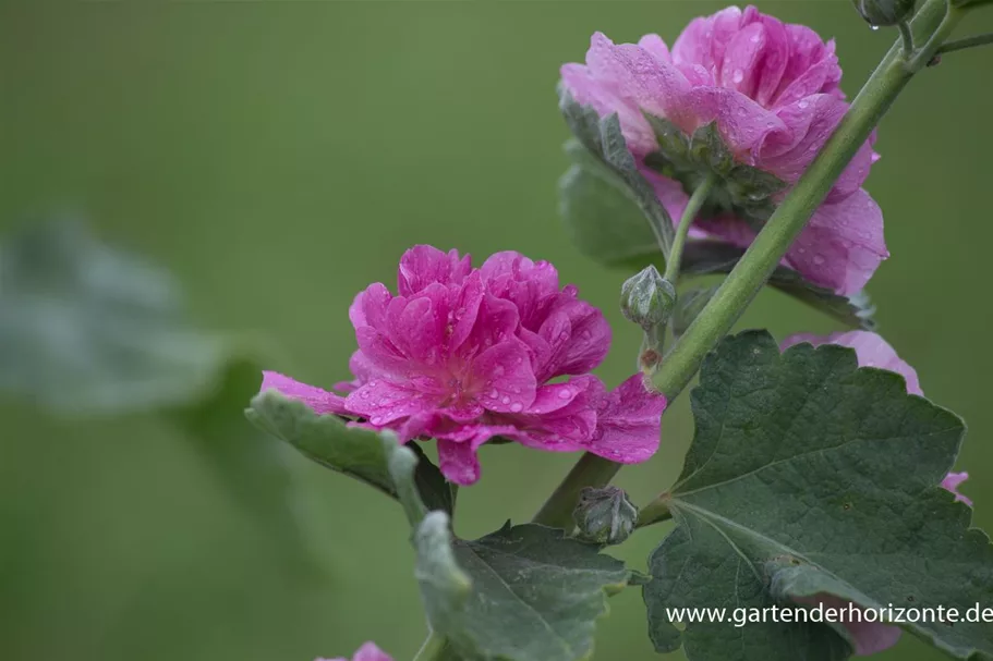 Strauch-Stockrose 'Poetry' 1 Liter Topf