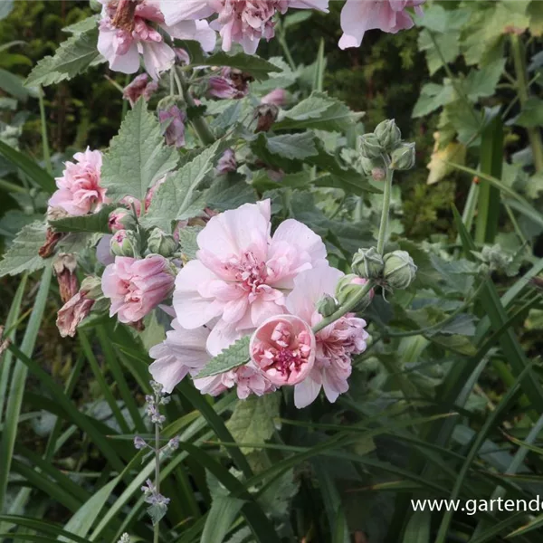 Strauch-Stockrose 'Parkrondell'