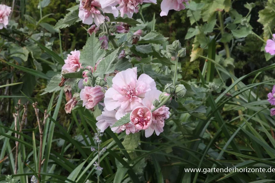 Strauch-Stockrose 'Parkrondell' 1 Liter Topf