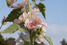 Strauch-Stockrose 'Parkfrieden' 1 Liter Topf