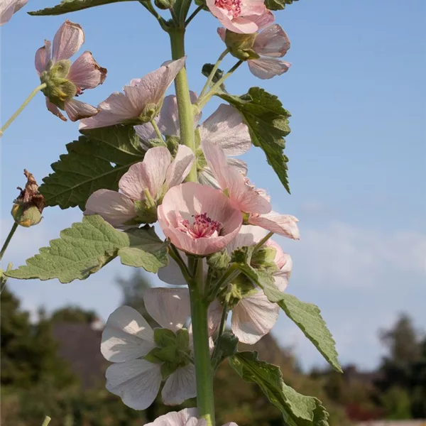 Strauch-Stockrose 'Parkfrieden'