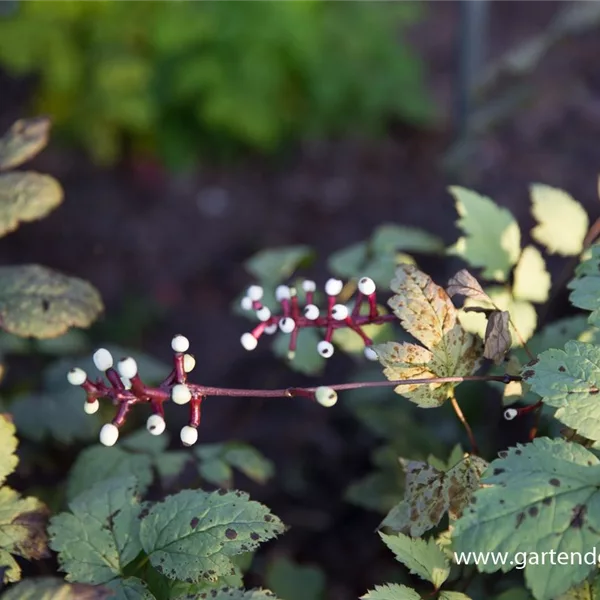 Weißfruchtiges Christophskraut 'Misty Blue'