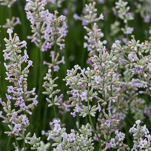 Rosablühender Lavendel 'Rosea'