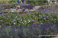 Tiefviolettblühender Lavendel 'Hidcote Blue' 3 Liter Topf