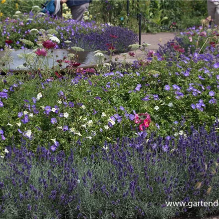 Tiefviolettblühender Lavendel 'Hidcote Blue'