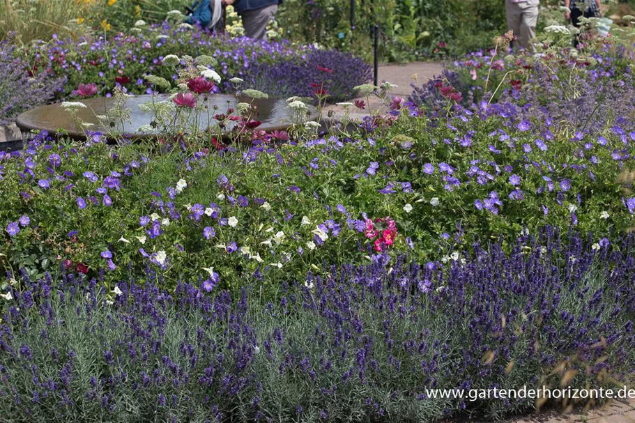 Tiefviolettblühender Lavendel 'Hidcote Blue' 3 Liter Topf