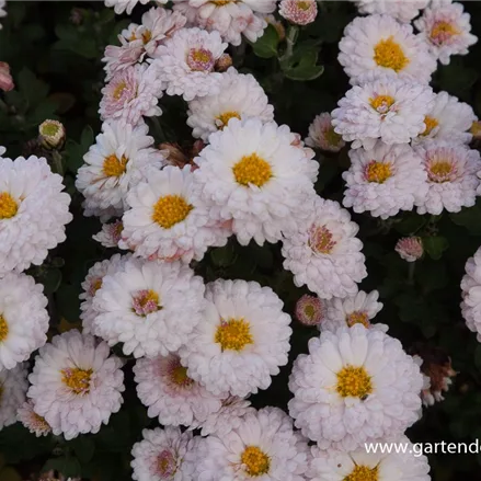 Winteraster 'Julia'