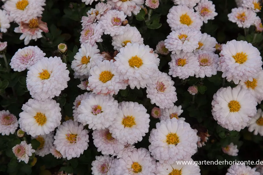 Winteraster 'Julia' 9 x 9 cm Topf 0,5 Liter