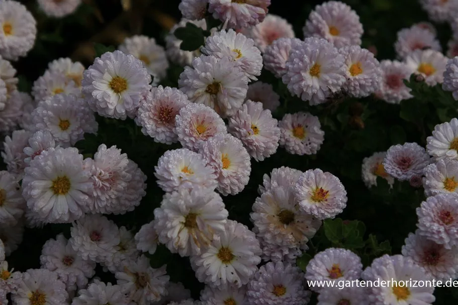 Winteraster 'Julia' 9 x 9 cm Topf 0,5 Liter