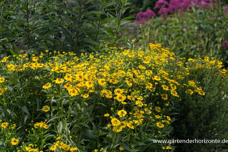 Sonnenbraut 'Helena' 1 Liter Topf