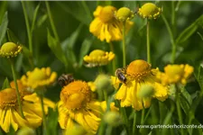 Sonnenbraut 'Herbstgold' 1 Liter Topf