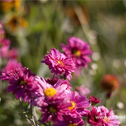 Winteraster 'Herbstkuss'