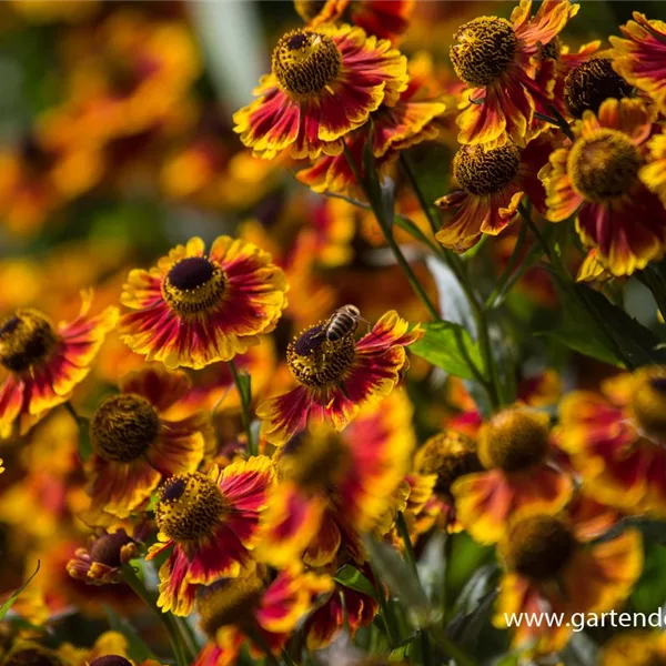 Sonnenbraut 'Biedermeier'