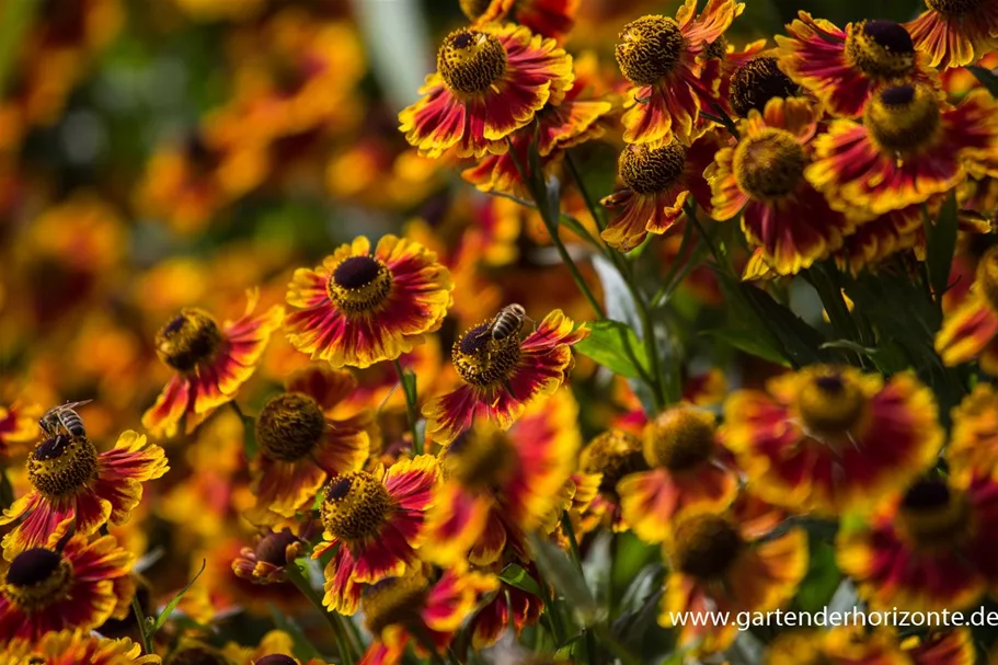 Sonnenbraut 'Biedermeier' 1 Liter Topf