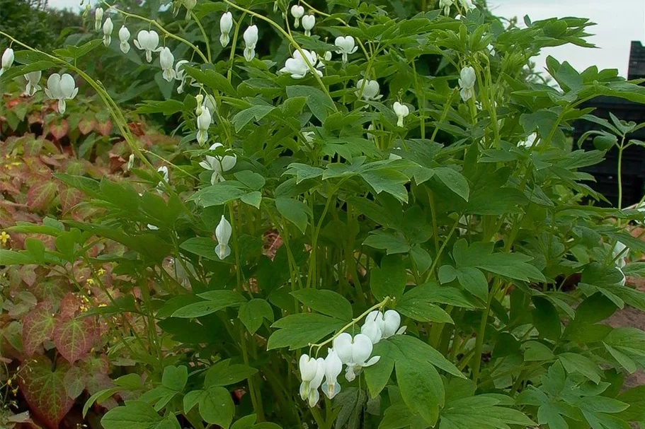 Tränendes Herz 'Alba' 1 Liter Topf