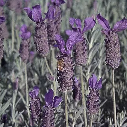 Schopf-Lavendel 'Javelin Compact Blue'