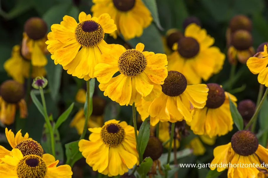 Sonnenbraut 'El Dorado' 1 Liter Topf