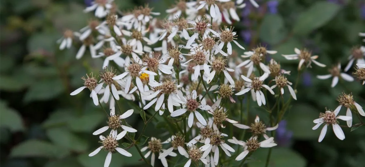 Schrebers-Aster 9 x 9 cm Topf 0,5 Liter