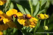 Sonnenbraut 'Zimbelstern' 1 Liter Topf