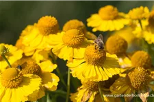 Sonnenbraut 'Kanaria' 1 Liter Topf