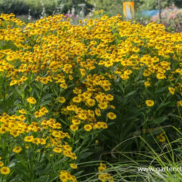 Sonnenbraut 'Kugelsonne'