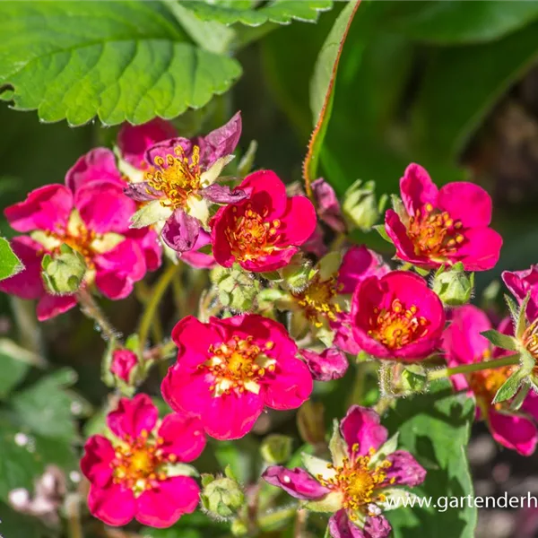 Zier-Erdbeere 'Red Ruby'