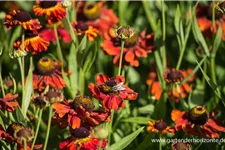 Sonnenbraut 'Kupferzwerg' 1 Liter Topf