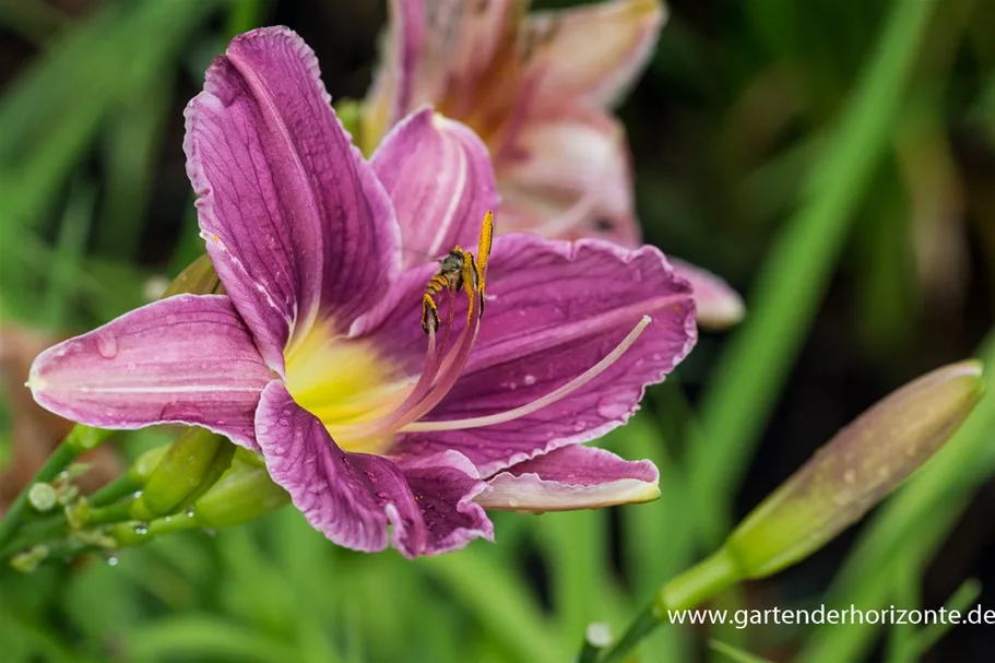 Hemerocallis x cult.'Blue Sheen' 1 Liter Topf