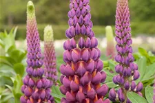 Westcountry Lupine 'Masterpiece' 1,3 Liter Topf