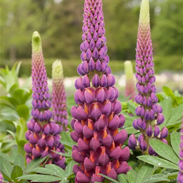 Westcountry Lupine 'Masterpiece'