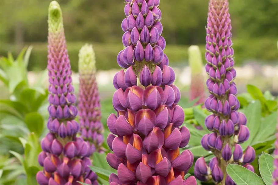 Westcountry Lupine 'Masterpiece' 1,3 Liter Topf