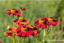 Sonnenbraut 'Rubinkuppel' 1 Liter Topf