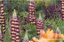 Westcountry Lupine 'Manhattan Lights' 1,3 Liter Topf