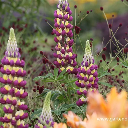 Westcountry Lupine 'Manhattan Lights'