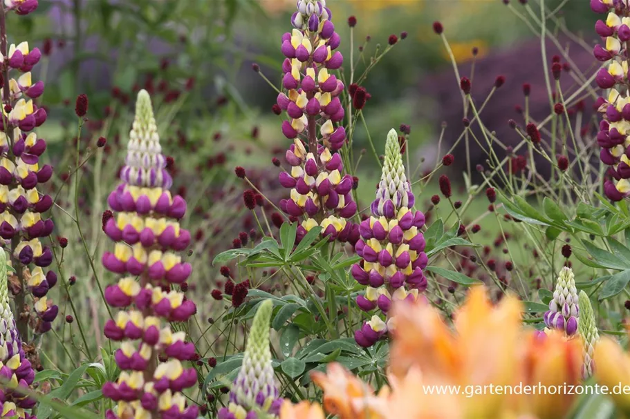 Westcountry Lupine 'Manhattan Lights' 1,3 Liter Topf