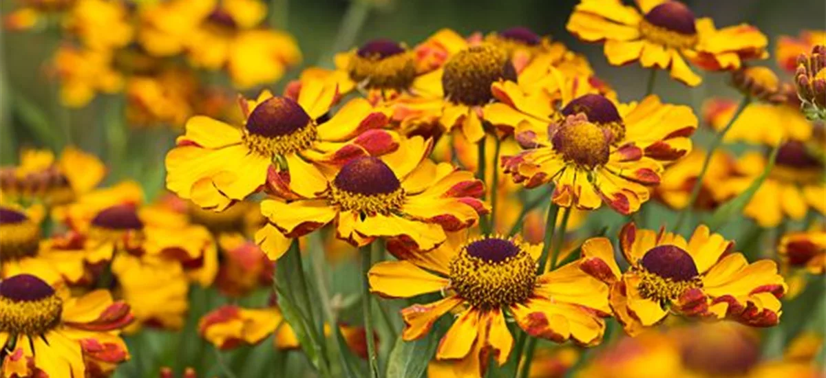 Sonnenbraut 'Rauchtopas' 1 Liter Topf