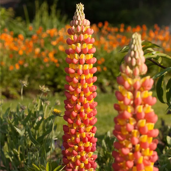 Westcountry Lupine 'Gladiator'