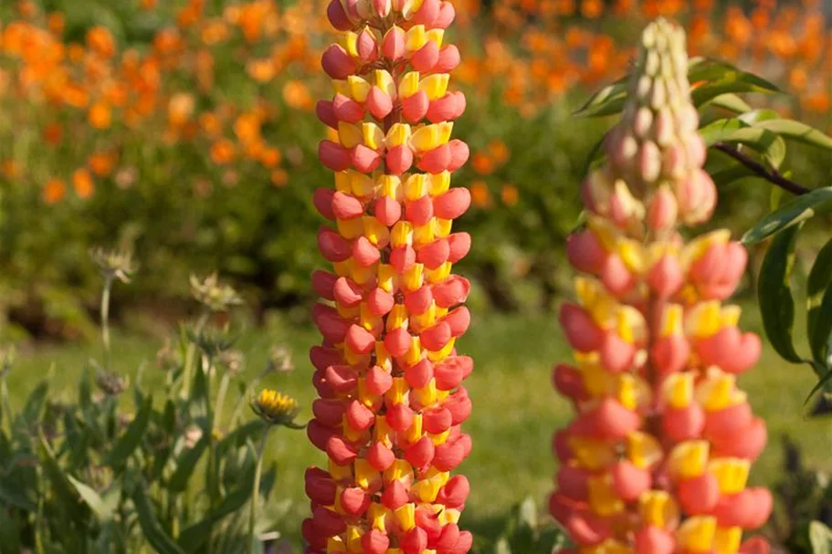 Westcountry Lupine 'Gladiator'