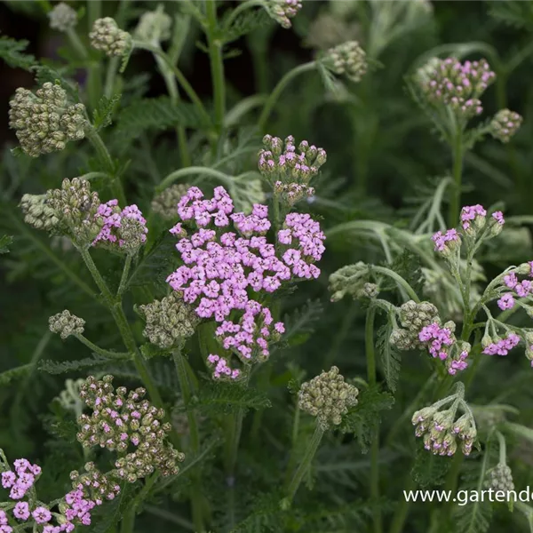 Vielblättrige Garbe 'Lilac Beauty'